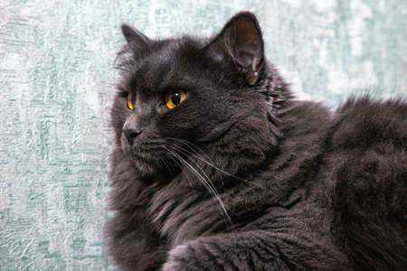 Beautiful Nibelung cat resting on a white background.の写真素材