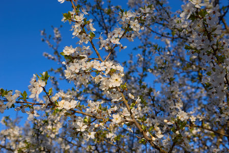 Blooming branches of cherry plum against the blue sky in early spring. Selective focus
