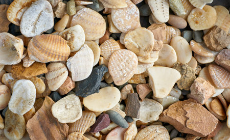 Sea pebbles and shells background. Background for your design.
