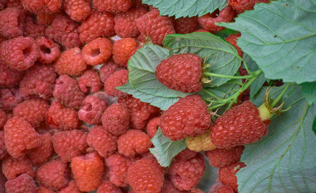 Ripe sweet raspberries, close up. Raspberry background with branch and berries