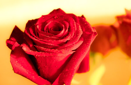 Close-up of a red rose flower in blur.の写真素材