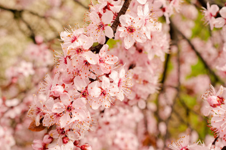 Blooming tree in spring with pink flowers. Cherry blossom, sakura flowers. Selective focusの写真素材
