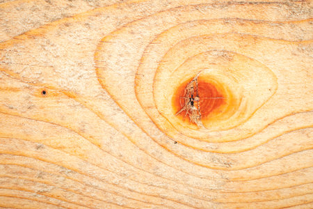 close-up texture of a new wood without barkの写真素材