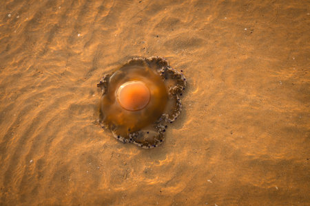 Jellyfish in the Adriatic Sea near the shore in shallow water.の写真素材