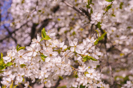 Spring cherry plum, flowering branches, against the blue sky.の写真素材