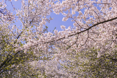Beautiful cherry tree with white flowers on a bright sunny day in spring. Blue sky, nature, sakura.の写真素材
