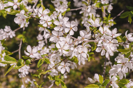 Spring cherry plum, flowering branches, against the blue sky.の写真素材