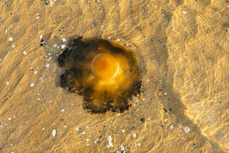 Dead jellyfish on the beach with yellow sand. Dead Sea, Israelの写真素材