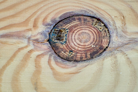 Close-up view of a wooden surface highlighting intricate grain patterns and a knot detailの写真素材