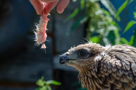 A vulture chick during rehabilitationの写真素材