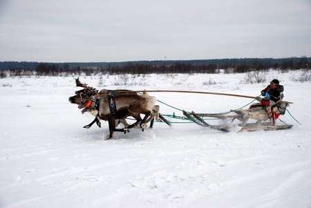 REVDA, RUSSIA - MARCH, 2012: Celebration of the North - reindeer team races on snow