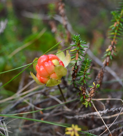Fruits ripen cloudberry marsh berries, closeup
