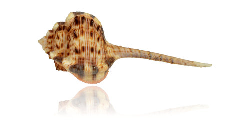 Shell of sea mollusk Woodcock Murex (lat. Haustellum haustellum), isolated on white background,...