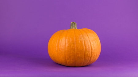 Fresh organic pumpkin on a purple background. Halloween pumpkin on a purple background.の写真素材