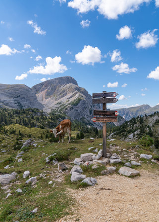 Green pastures with cows in alpine meadows in the mountains. Dolomites. South Tirol. Animals and nature. blue sky High mountains in summer.の写真素材