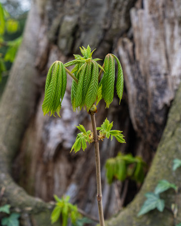 Young green leaves awaken in spring and begin to grow from buds in beautiful natural light. Chestnut branch in spring against large treeの写真素材
