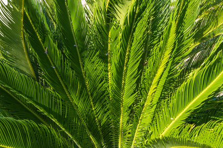 Fresh palm leaves, tropical leaf, palm green foliage, natural background.の写真素材