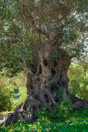 Crooked olive tree with bent trunk covered with deep cracks that give it bizarre shape. Silvery green leaves glisten in sun. Living symbol of time and resilienceの写真素材