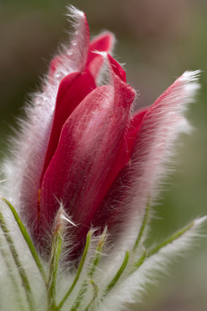 Jump. Awakening flowers. Pulsatilla vulgaris. Pasqueflowerの写真素材