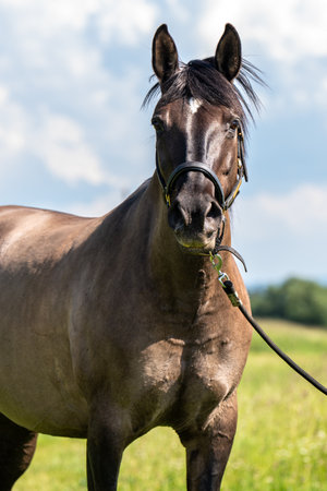 Portrait of dark brown horse against green field. Animal is facing the camera. Summer sunny day, countryside, nature. Serene pastoral scene.の写真素材