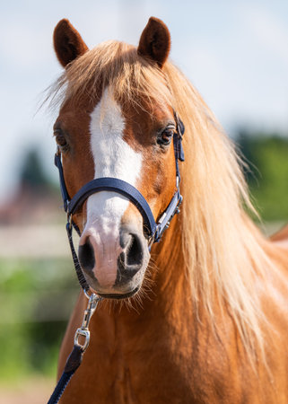 Beautiful small Haflinger horse with golden coat, captured in peaceful rural environment. Friendly and approachable animal, often associated with warmth and kindness.の写真素材