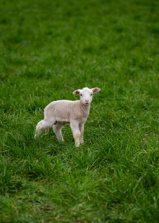 Cute little lamb standing in green pasture looking at camera. Perfect for nature themes,...