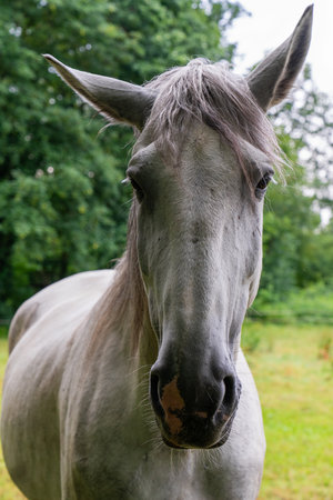 White horse with pinned ears looks straight into camera, capturing moment of curiosity and elegance. Suitable for concepts related to nature, animalsの写真素材