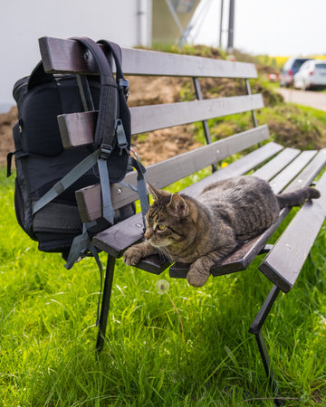 A gray tabby cat lies on a bench. A photo backpack hangs nearby. The pet travels with its owner, waiting faithfully. Love for animalsの写真素材