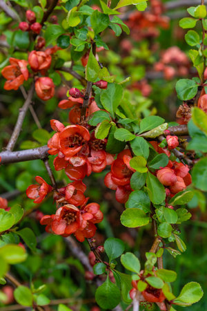 Close up beautiful red flowers Japanese quince (Chaenomeles japonica). It is low growing deciduous shrub with abundant bunches of bright scarlet flowersの写真素材