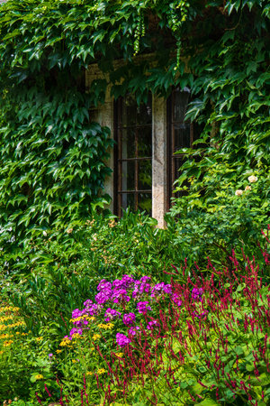 An old window. Wall is completely overgrown with green plants. Ivy plans, Hederaの写真素材