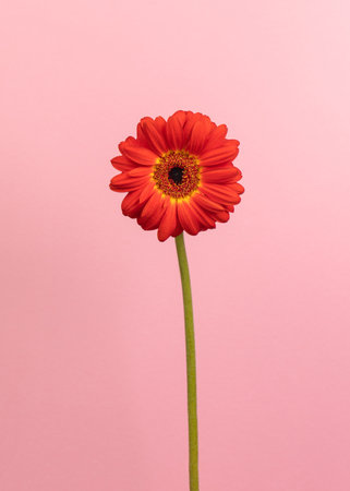A beautiful red flower with a green stem on a pale pink background. Romantic aesthetic nature concept.の写真素材