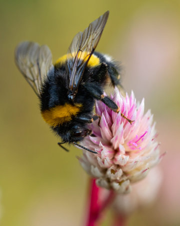 Macro photo of a bumblebee collecting nectar on a pink flower. Focus on the insect's eye. Blurred backgroundの写真素材