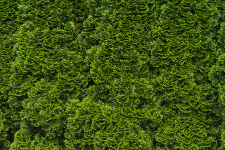 Natural background of green thuja hedge. Green hedge thuja (cypress, juniper) leaves texture. High...
