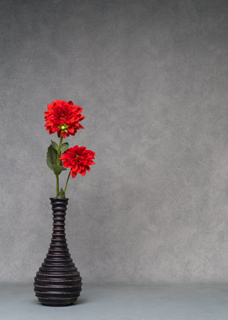 Two red dahlias in a dark vase on a gray background. Still life with red flowers. Copyspace.の写真素材