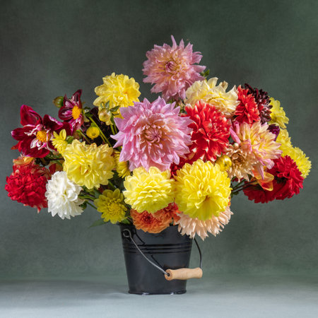 Still life with beautiful, colorful dahlias. Very large bouquet of flowers in a bucketの写真素材