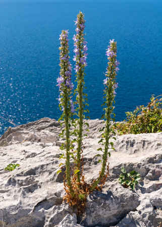 Sunny, joyful, relaxing summer. View of the sea through flowers growing on the shore. Vacation, relaxation, seaの写真素材