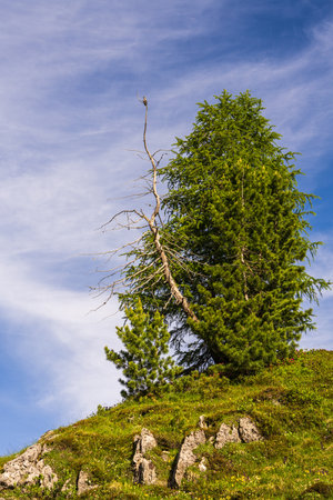 A small bird sits on a dry tree, and a luxurious coniferous tree grows nearby. Beautiful landscape of the Dolomites. South Tyrol, Italyの写真素材