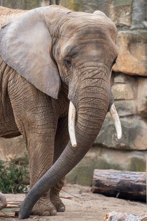 Close up portrait of an elephant