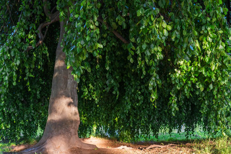 Large tree in city park. Branches with green leaves hang down to groundの写真素材