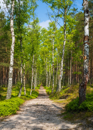 Path through green coniferous forest. Clear sunny day. Place for hiking.の写真素材