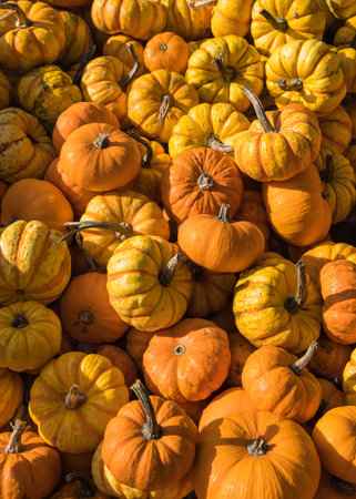Lots of orange pumpkins. Pumpkin background. Bountiful fall harvest.