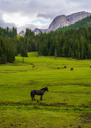 Herd of horses grazing in green meadow amidst beautiful mountainous landscape of Dolomite Alps. Italyの写真素材