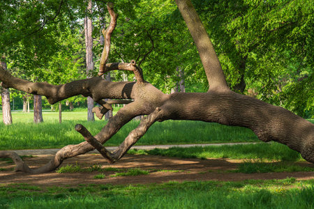 large, old, twisted, crooked tree in a city park, sunny day outside
