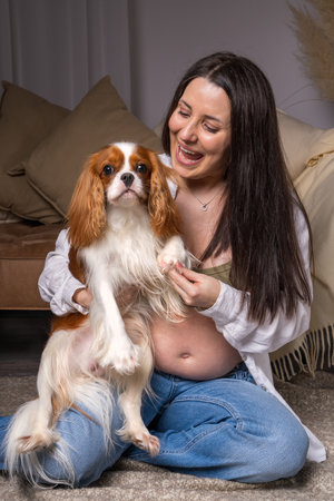 A cute young pregnant woman in a white shirt and blue jeans with her belly exposed sits on the floor at home, laughs cheerfully and plays with her dog. Cavalier King Charles, cocker spanielの写真素材