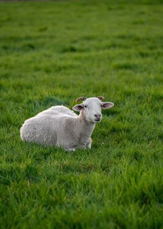 Cute sheep lying peacefully on green grass. Scene conveys calm, simple rural life. Perfect for themes of sustainable farming, rural comfort, pastoral landscapes.の写真素材
