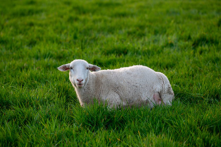 Cute sheep lying peacefully on green grass. Scene conveys calm, simple rural life. Perfect for themes of sustainable farming, rural comfort, pastoral landscapes.の写真素材