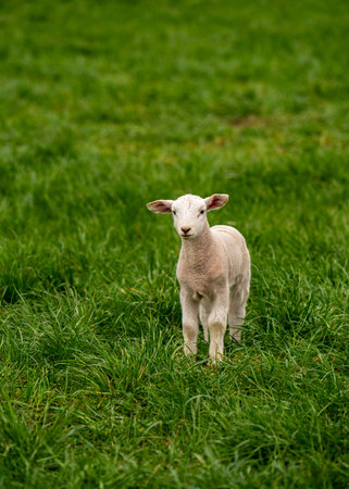 Cute little lamb standing in green pasture looking at camera. Perfect for nature themes, agriculture.の写真素材