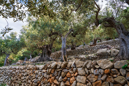An olive grove with old twisted trees planted in cascade. Olive trees amidst stone fence.の写真素材