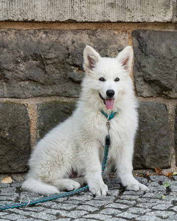 White Swiss Shepherd puppy sitting by stone wall, looking at camera. Fluffy, cute young dog in...
