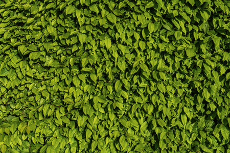 Detailed view of fresh green Carpinus betulus leaves in springtime. Dense, bright foliage creating a...